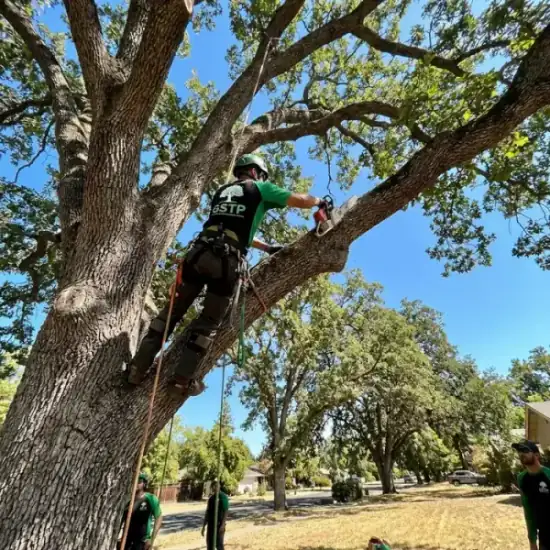 Certified arborist climbing a Riverside oak tree with chainsaw