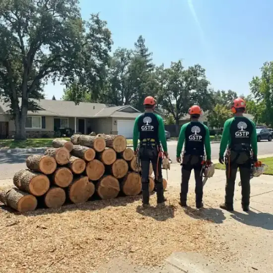 Freshly cut oak logs from a Riverside tree removal